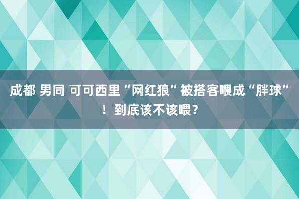 成都 男同 可可西里“网红狼”被搭客喂成“胖球”！到底该不该喂？